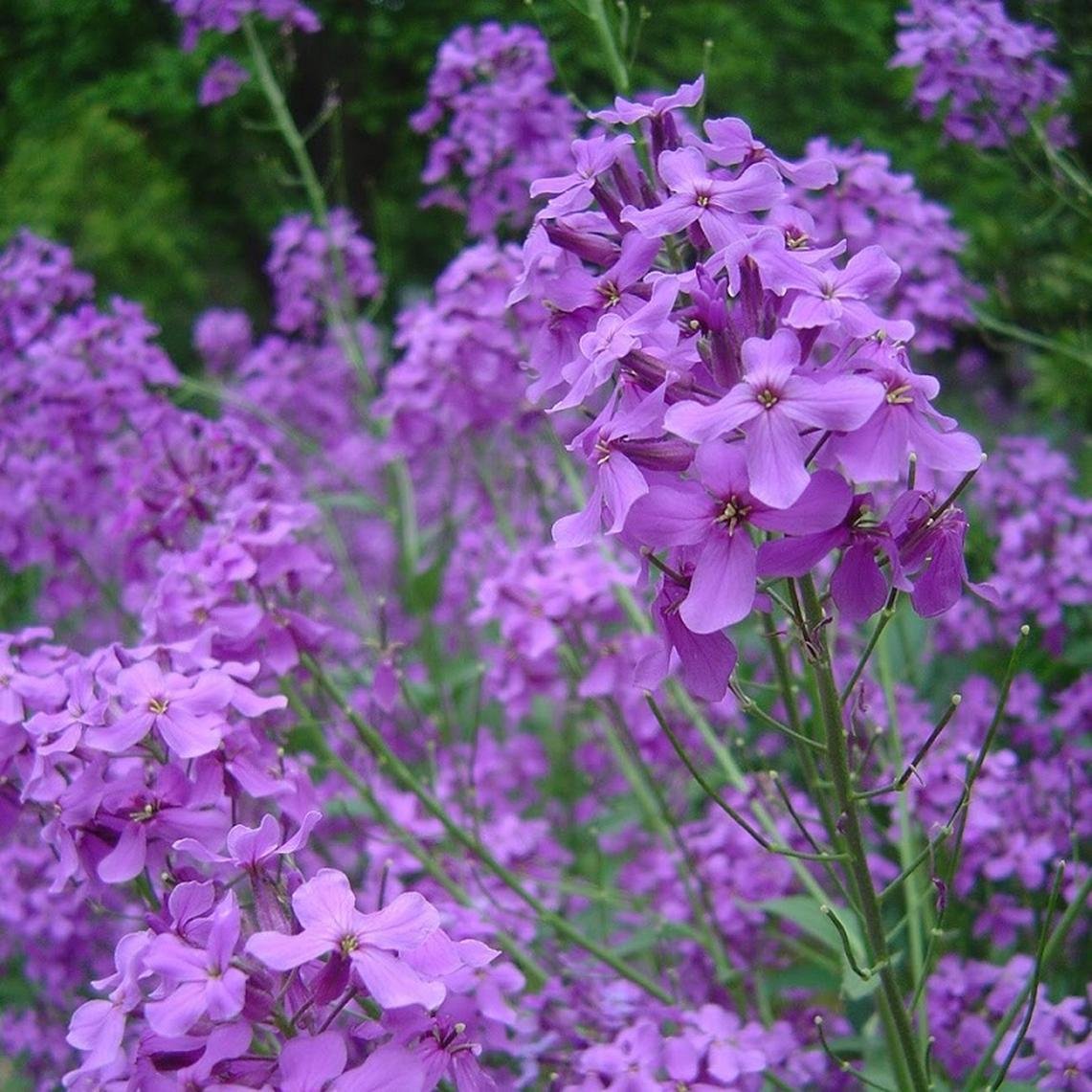 Вечерница Матроны (гесперис).
