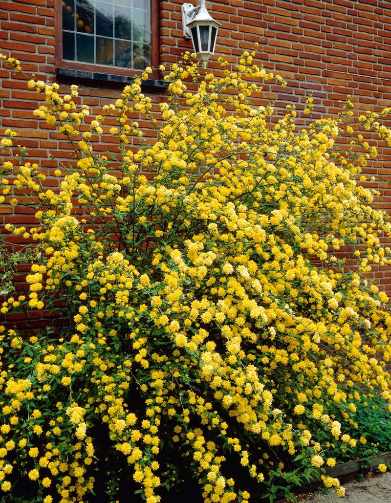 Кустарник цветет желтыми цветами