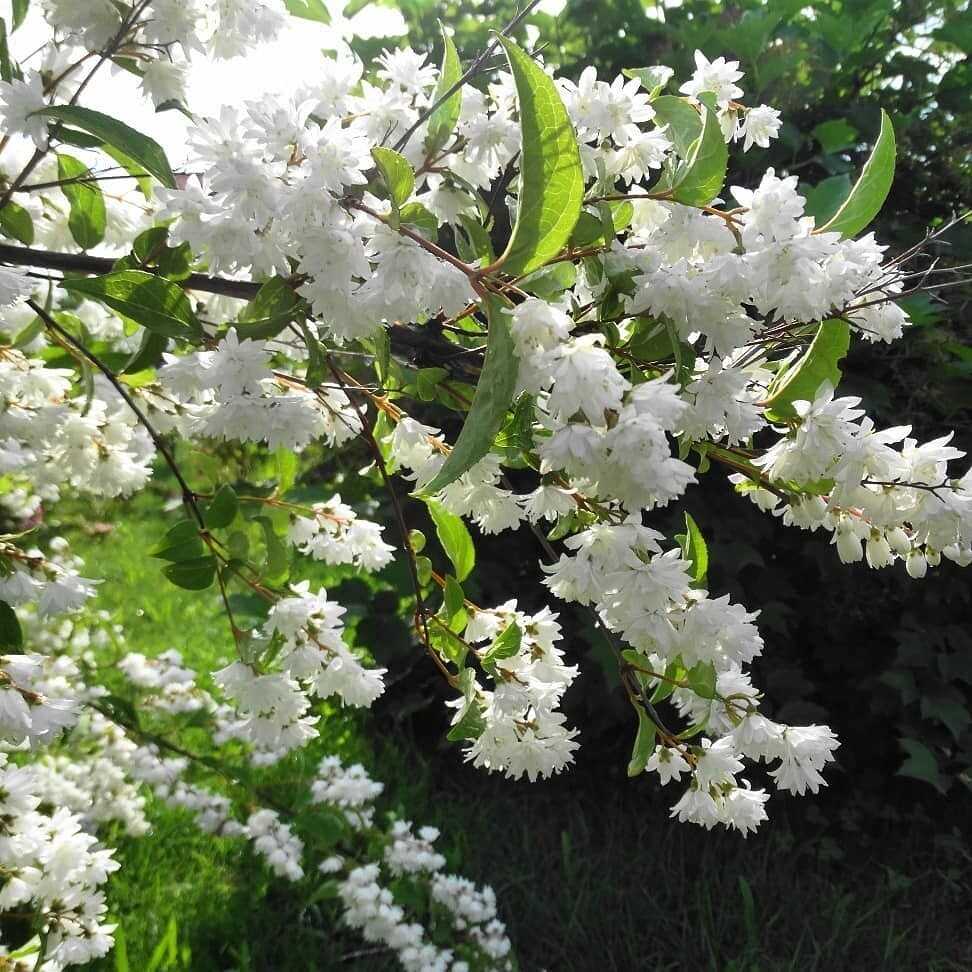Кустарник дейция белая