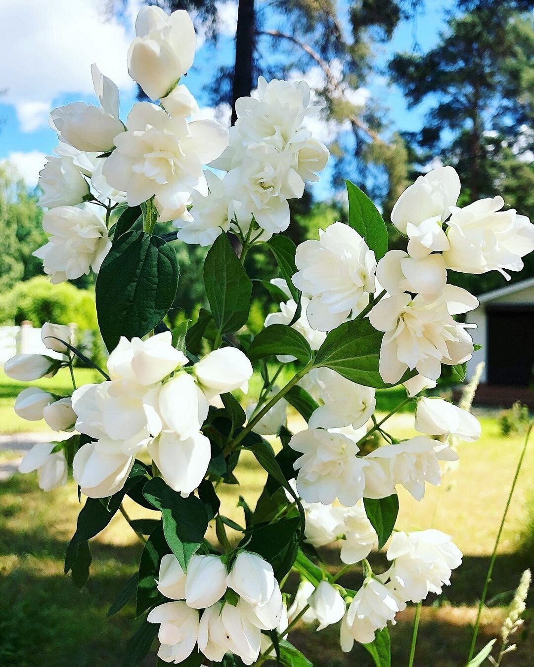 Жасмин белый кустарник