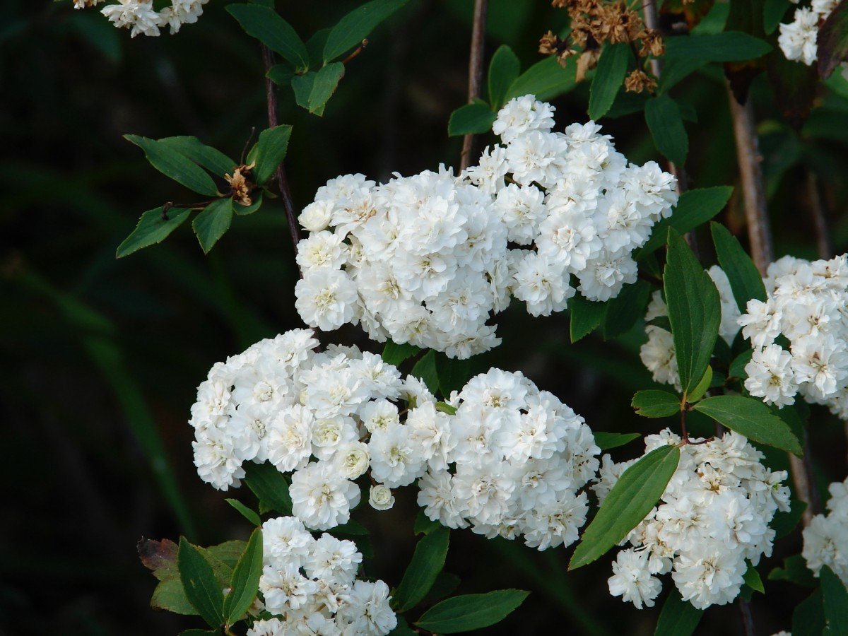 Спирея ниппонская Snowmound (Сноумаунд)