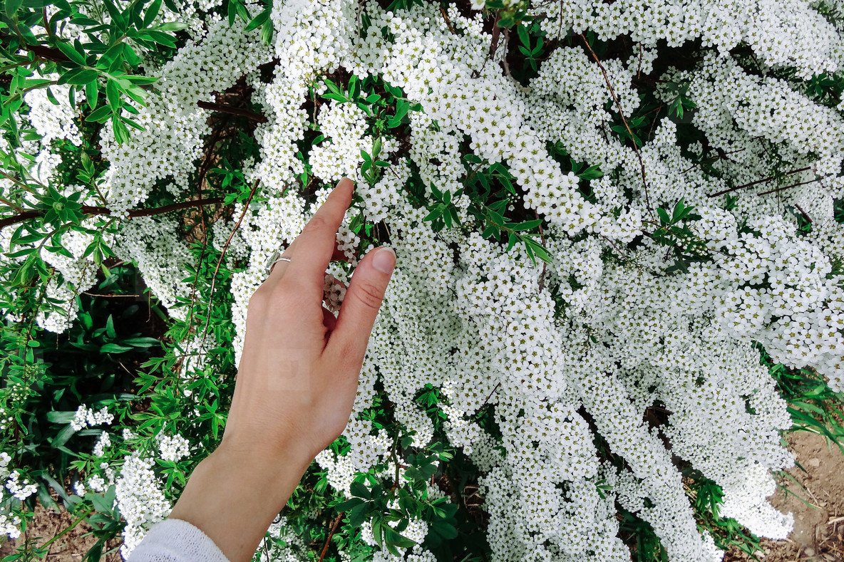Весенние кустарники цветущие белыми
