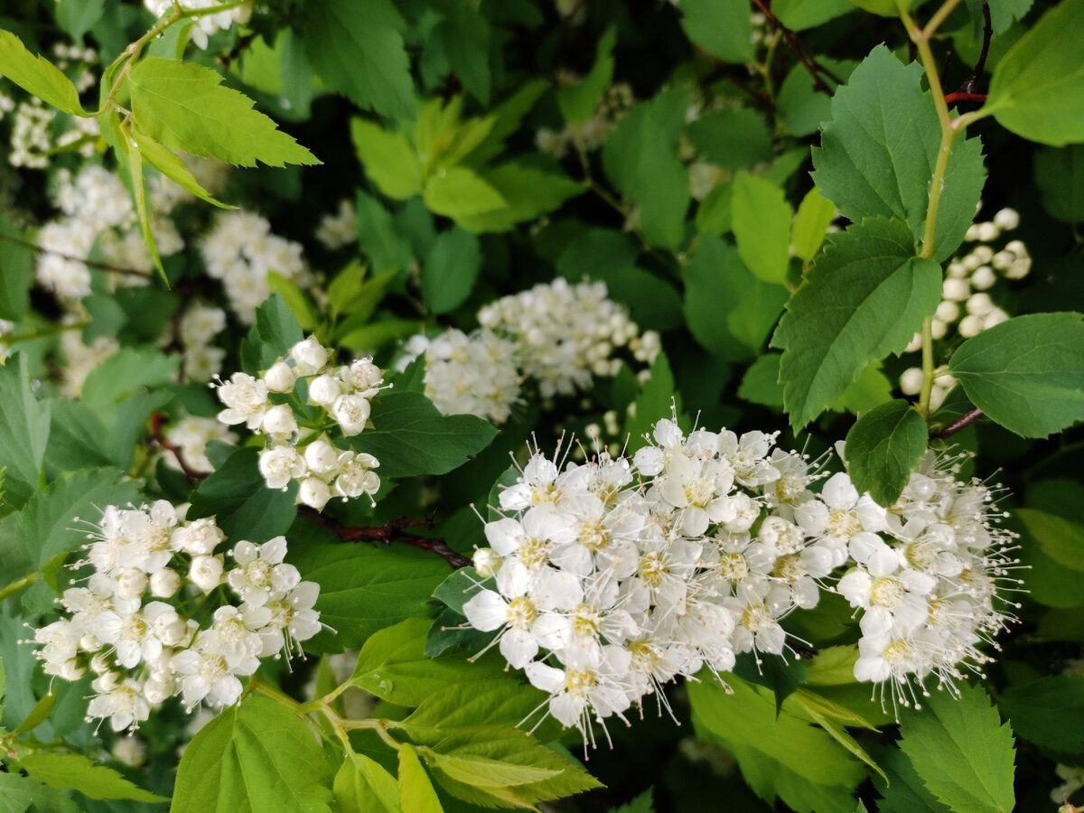 Фотергилла Fothergilla May Bouquet