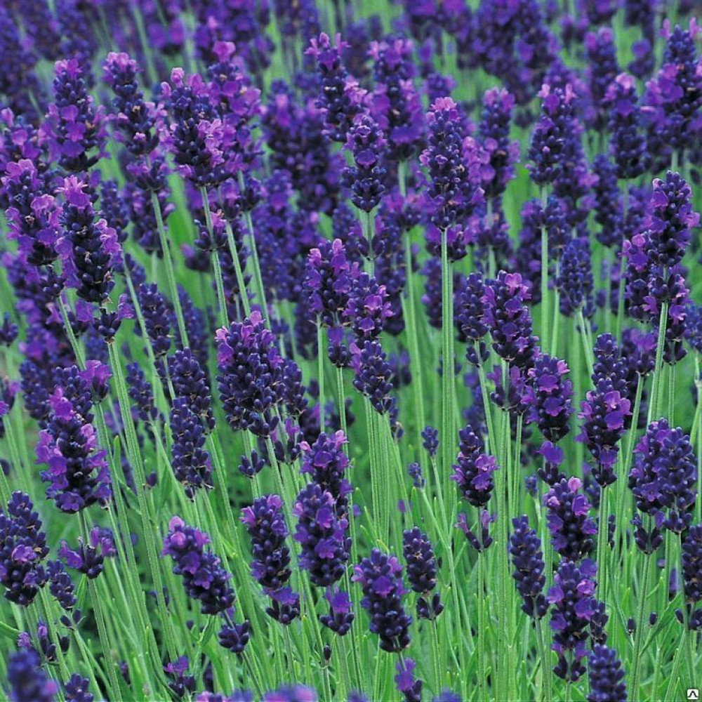 Лаванда узколистная Hidcote Blue