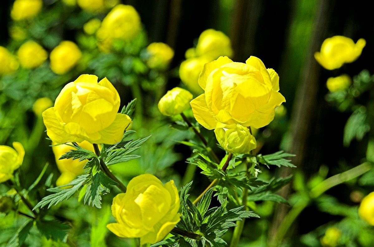 Купальница европейская (Trollius europaeus)