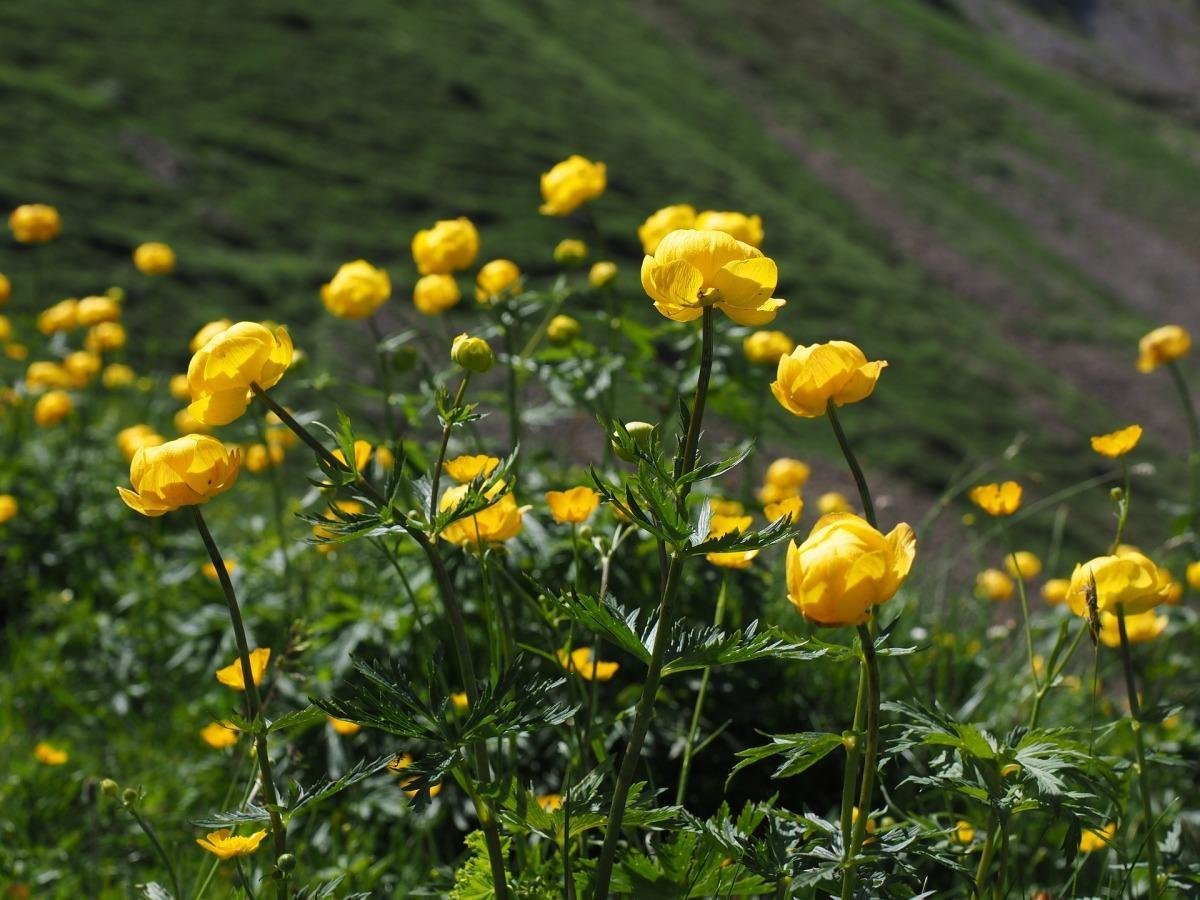Купальница европейская (Trollius europaeus)