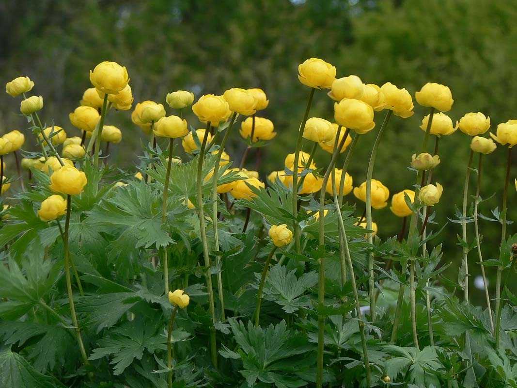 Купальница Ледебура (Trollius ledebourii)