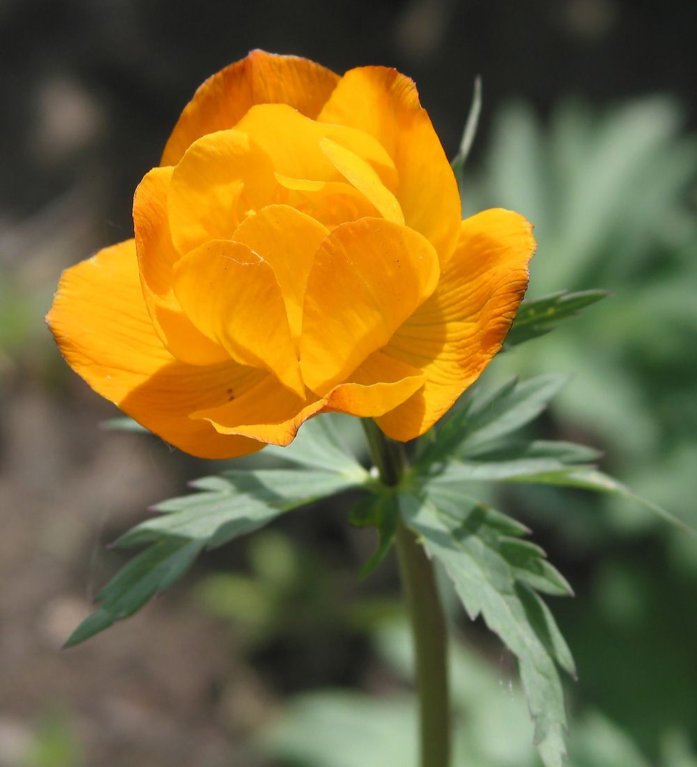 Купальница европейская (Trollius europaeus)