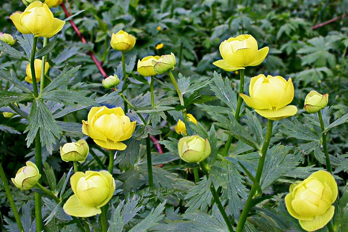 Купальница европейская (Trollius europaeus)