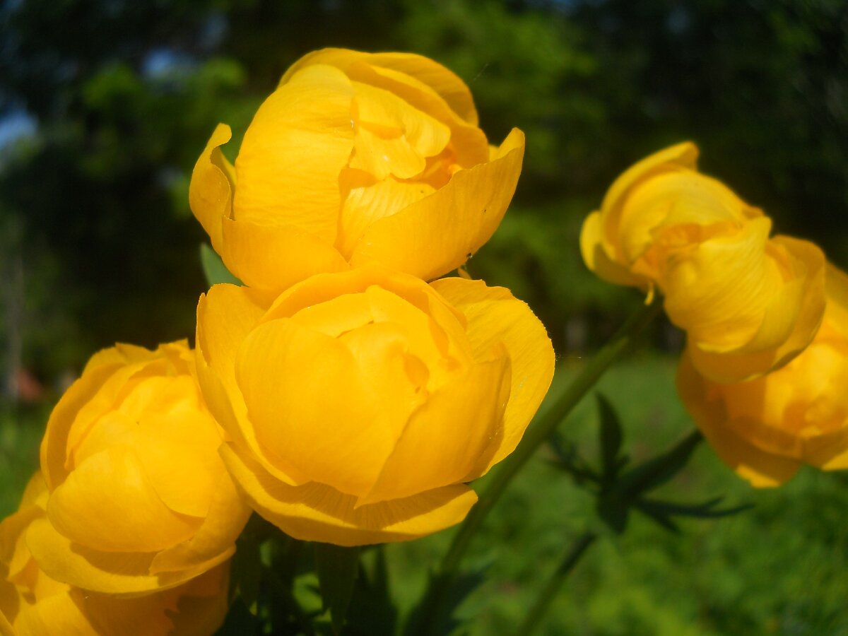 Купальница европейская (Trollius europaeus)