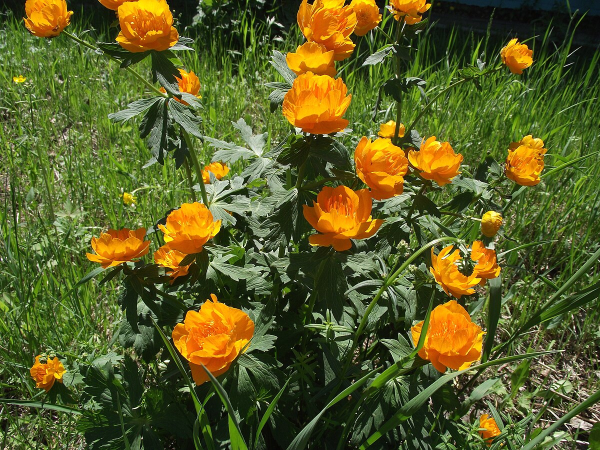 Купальница китайская (Trollius chinеnsis)