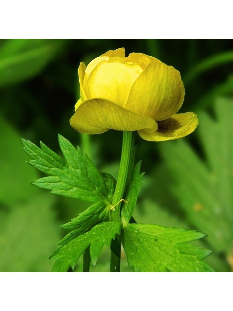 Купальница (Trollius)