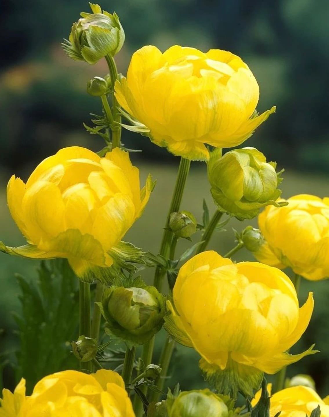 Купальница европейская (Trollius europaeus)
