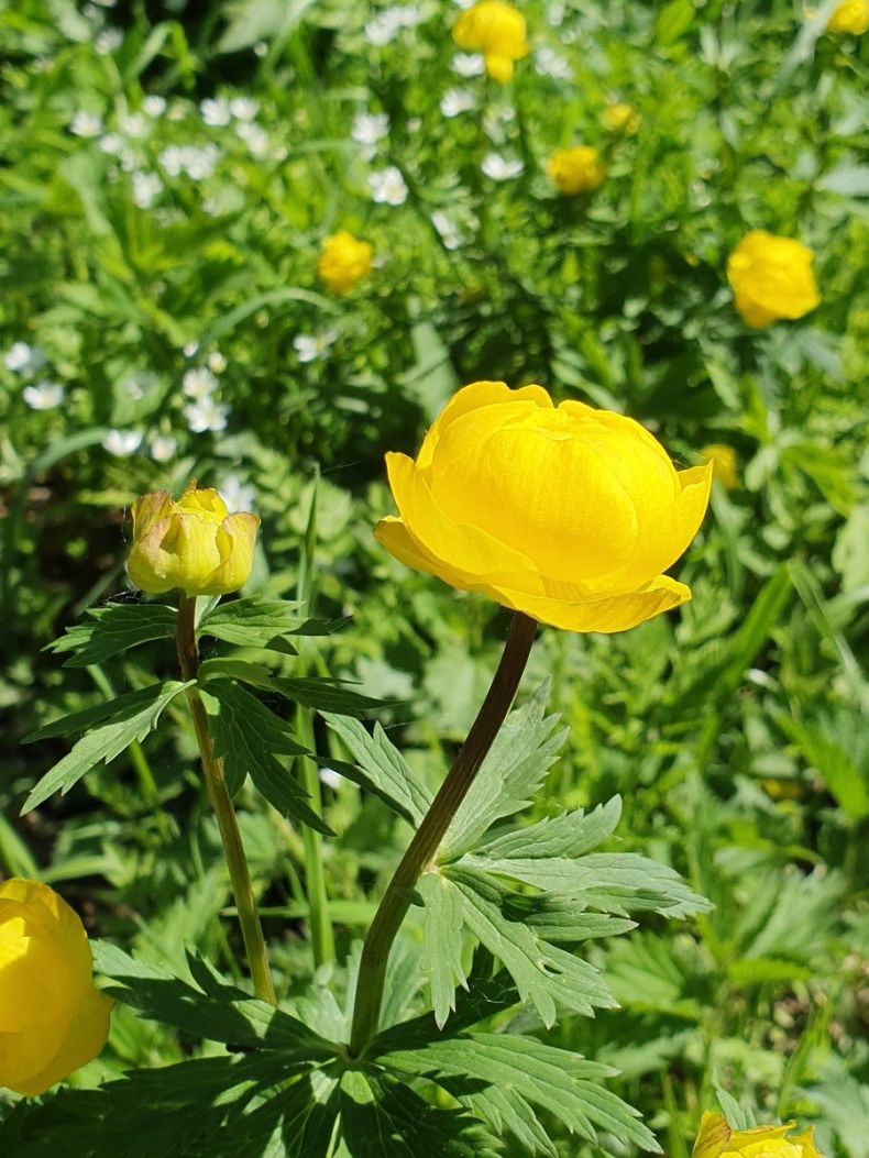 Купальница (Trollius)