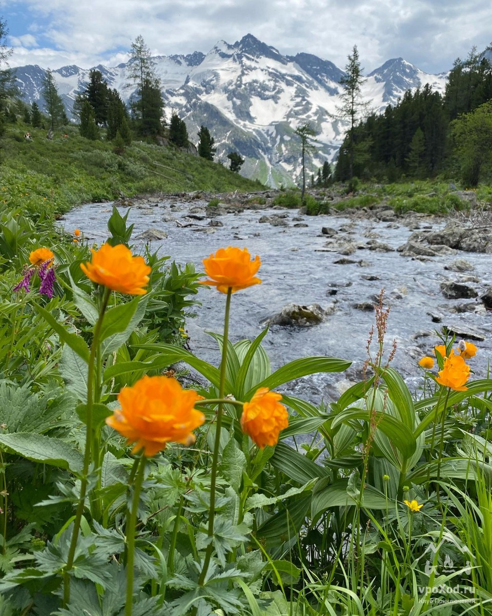 Купальница цветок макро