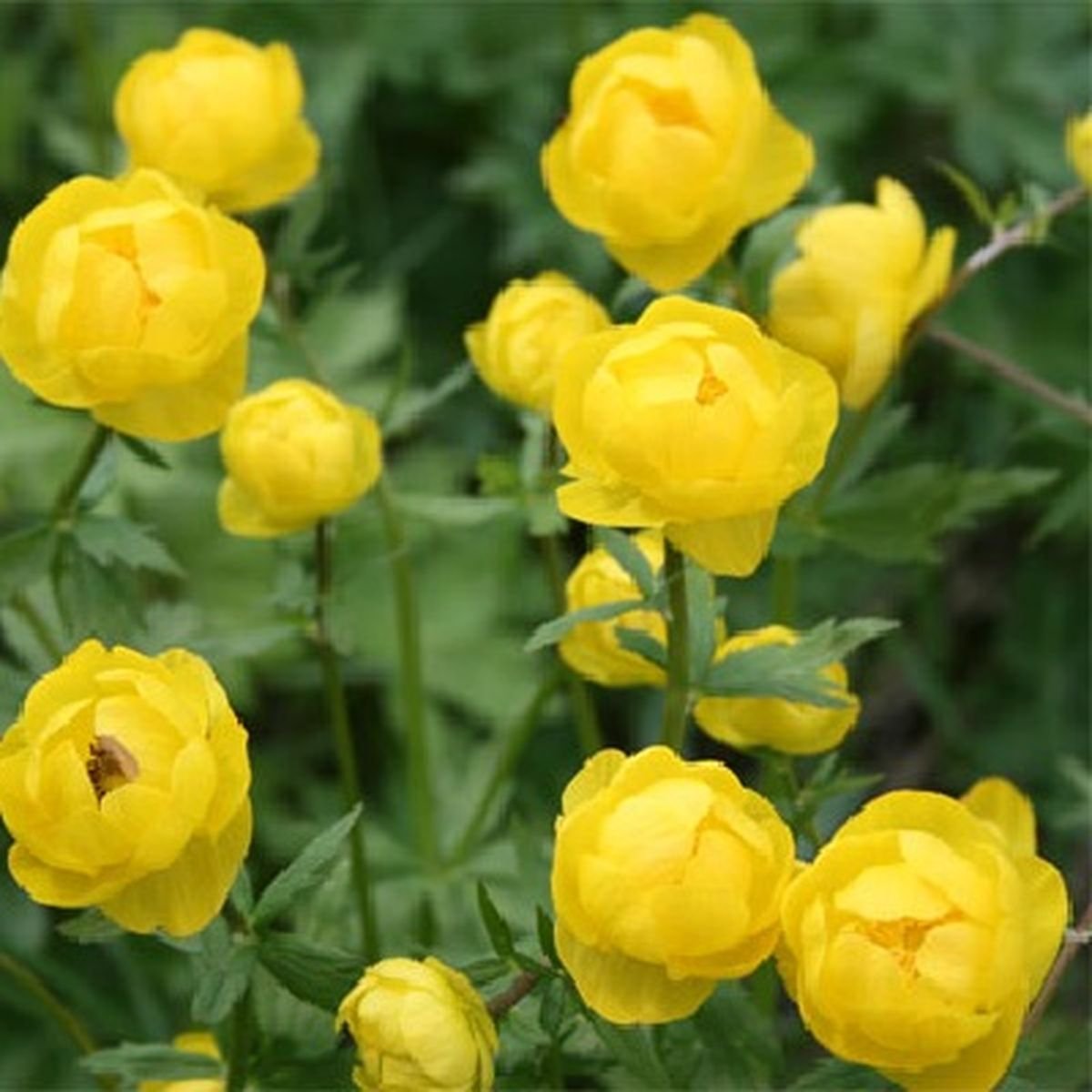 Купальница (Trollius)