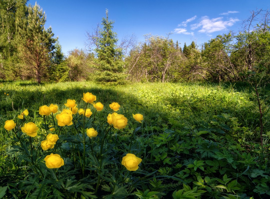 Балаболки цветы
