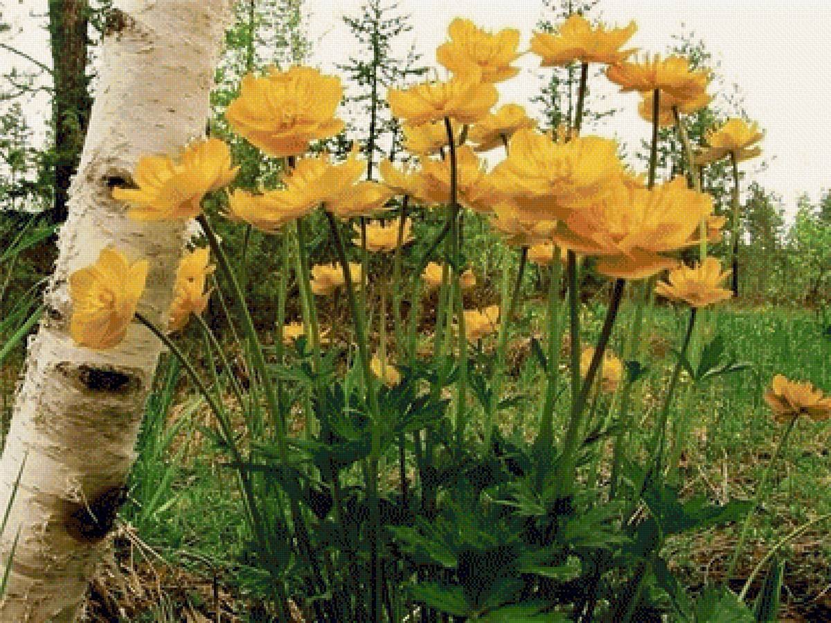 Купальница Лесная