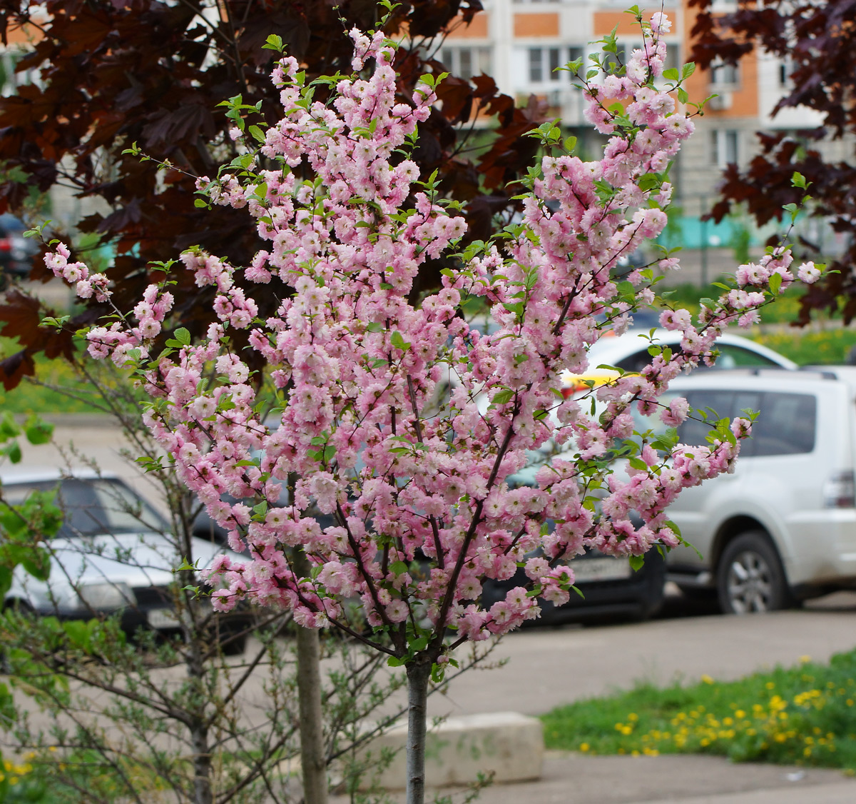 Миндаль трехлопастной Prunus triloba