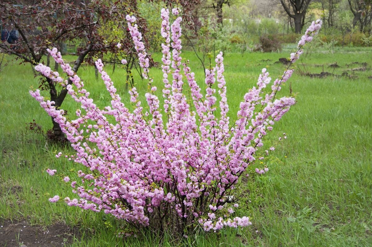 Сакура луизеания