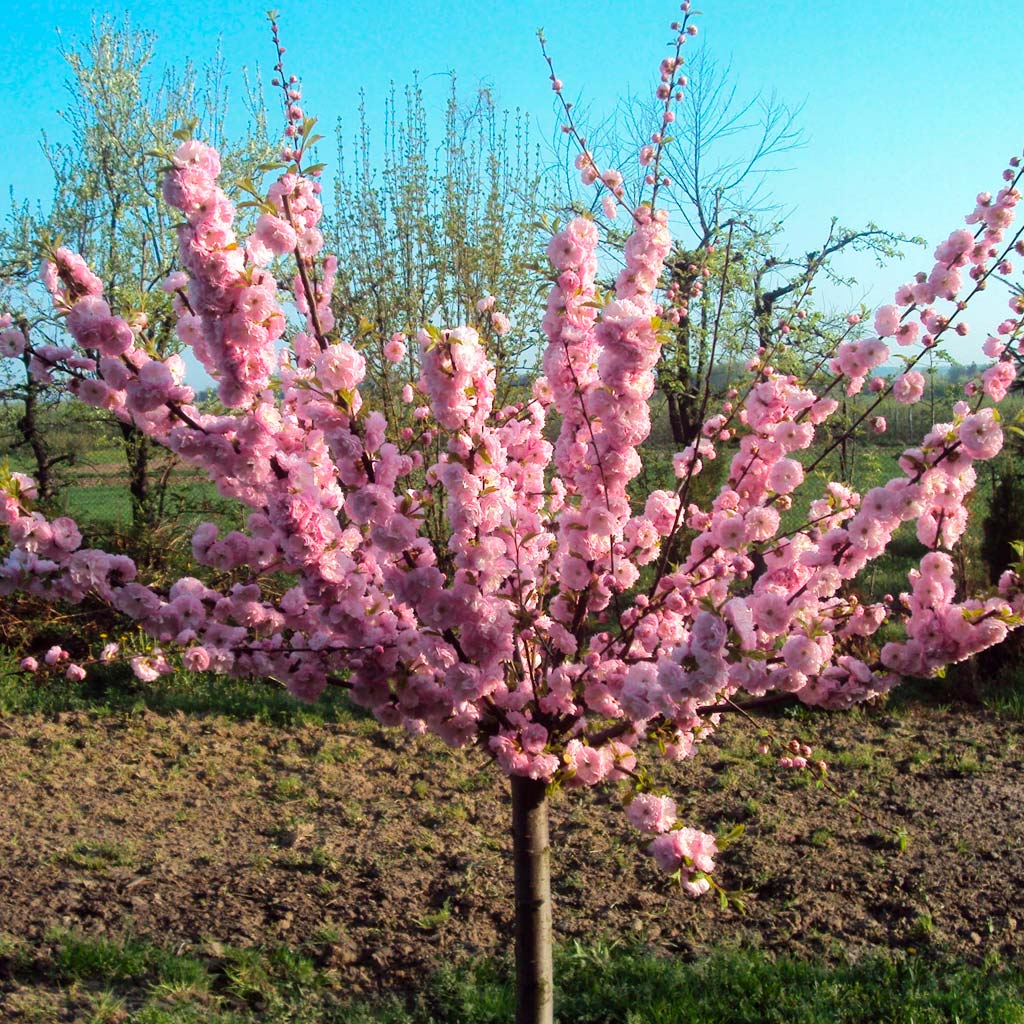 Миндаль трехлопастной Prunus triloba