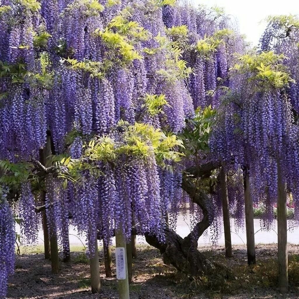 Лиана сиреневая Глициния