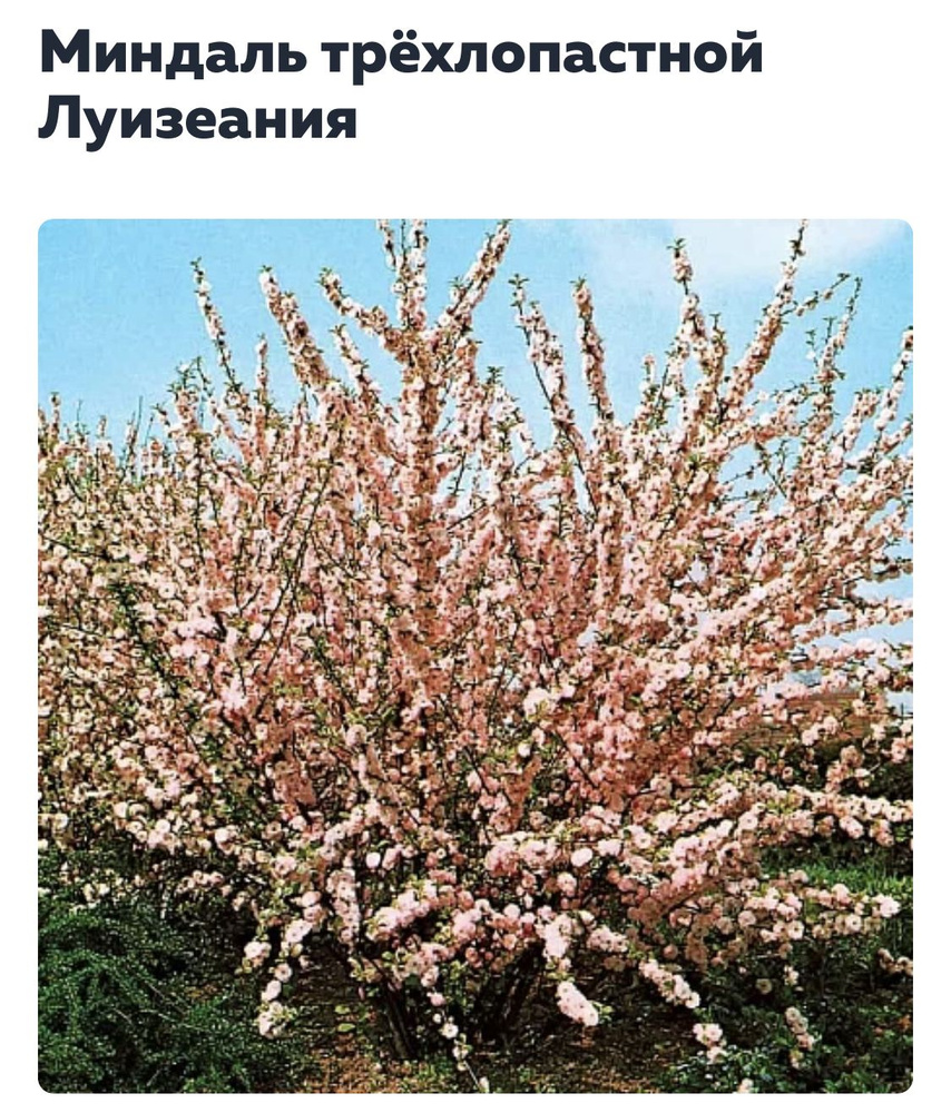 Луизеания (миндаль трехлопастный) розовый