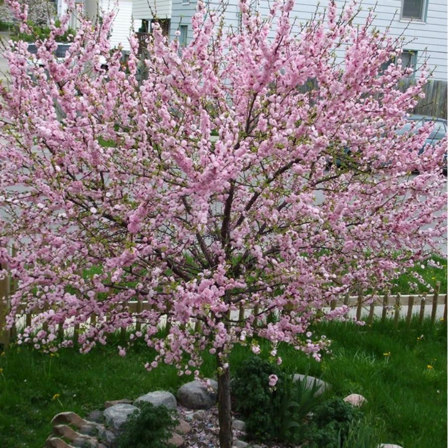 Миндаль трехлопастной Prunus triloba