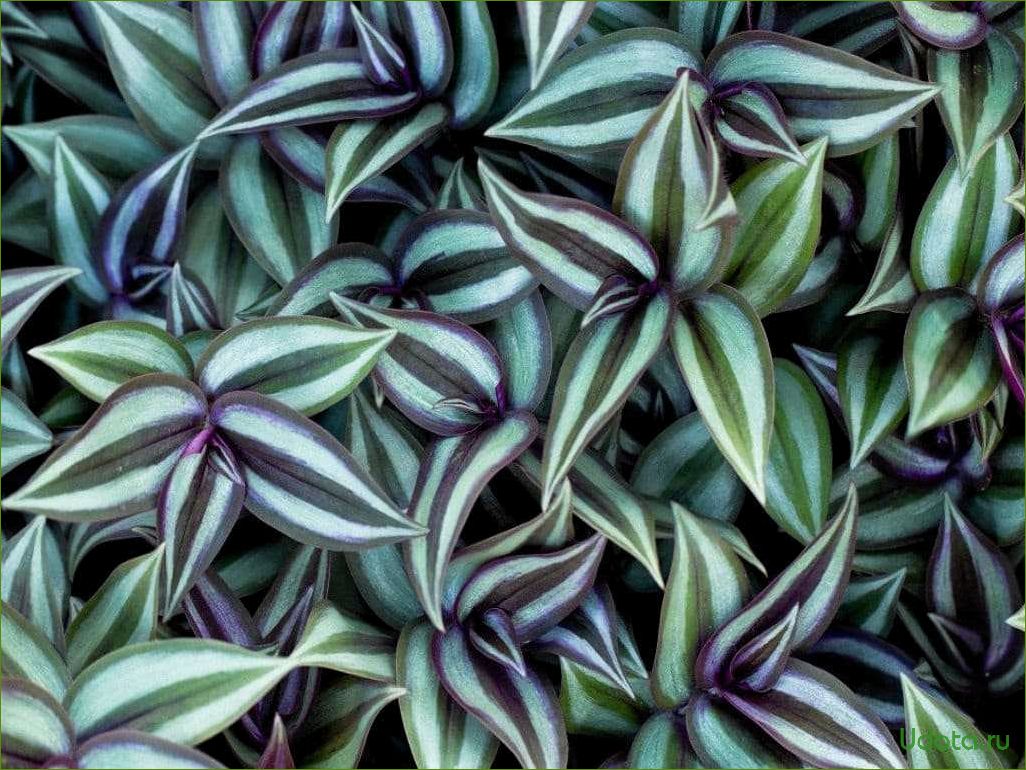 Традесканция Zebrina purpusii