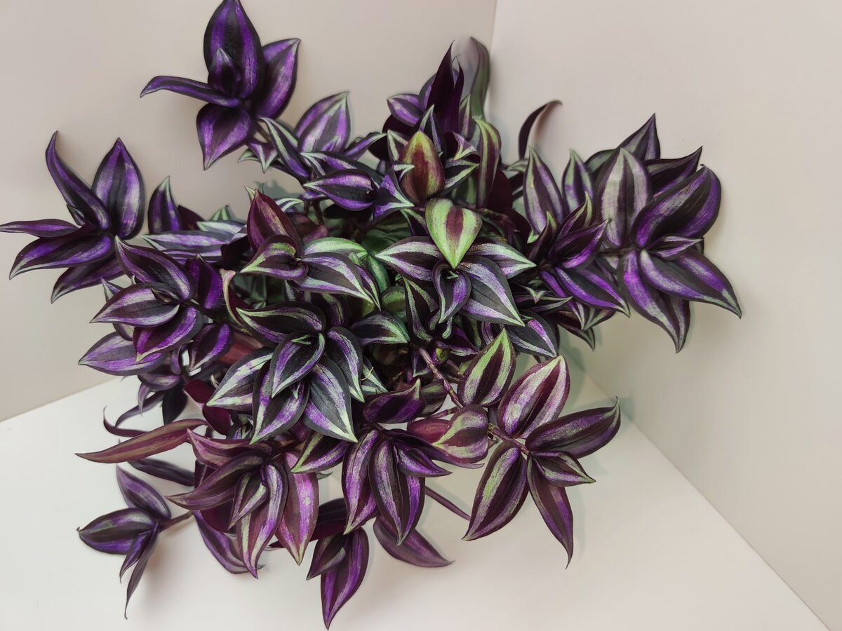 Традесканция зебрина Пурпуза (Zebrina purpusii)