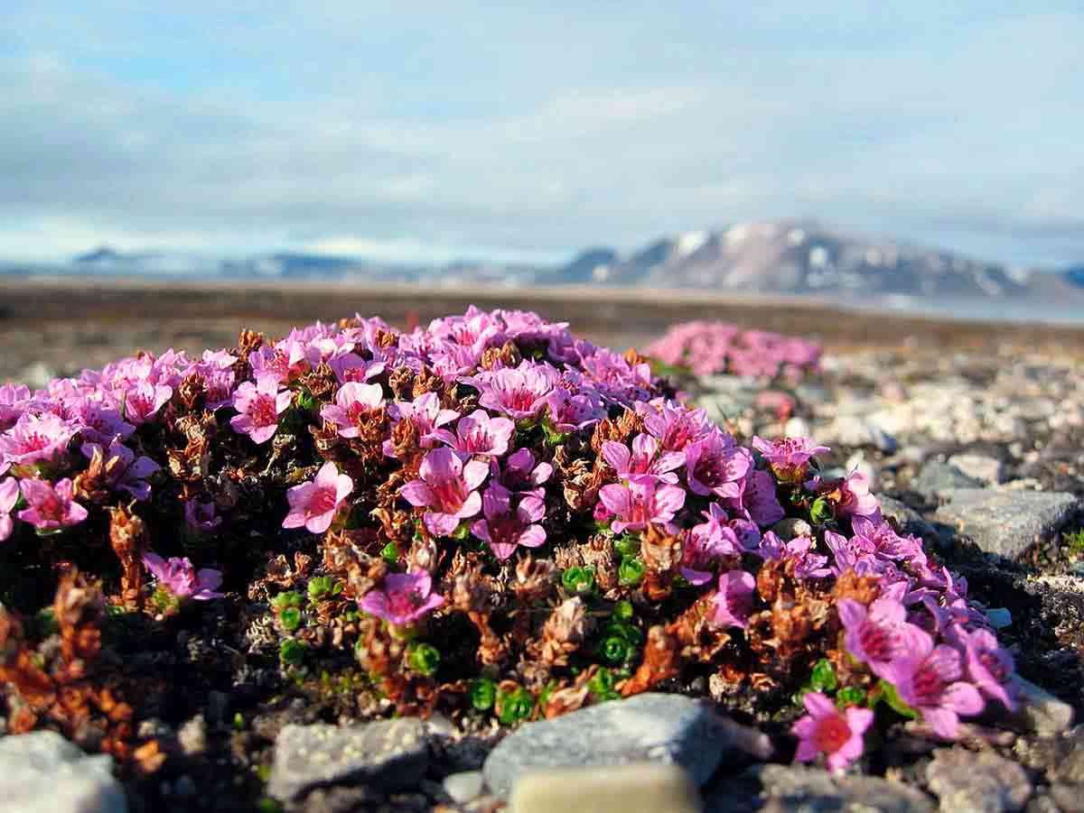 Камнеломка Арктическая