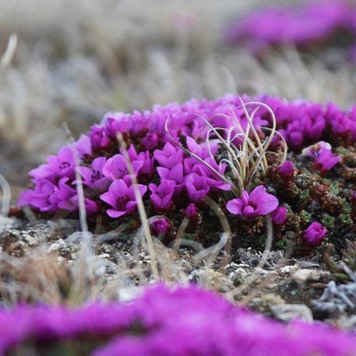 Saxifraga arendsii Purple Robe