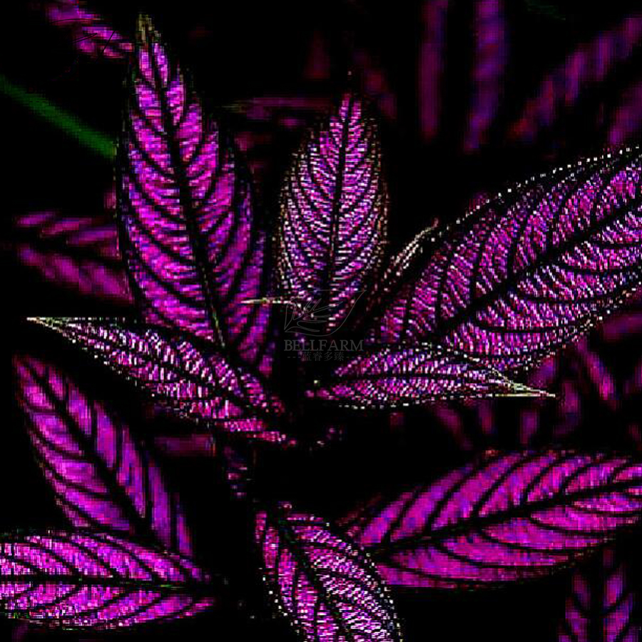 Цветы с фиолетовыми листьями