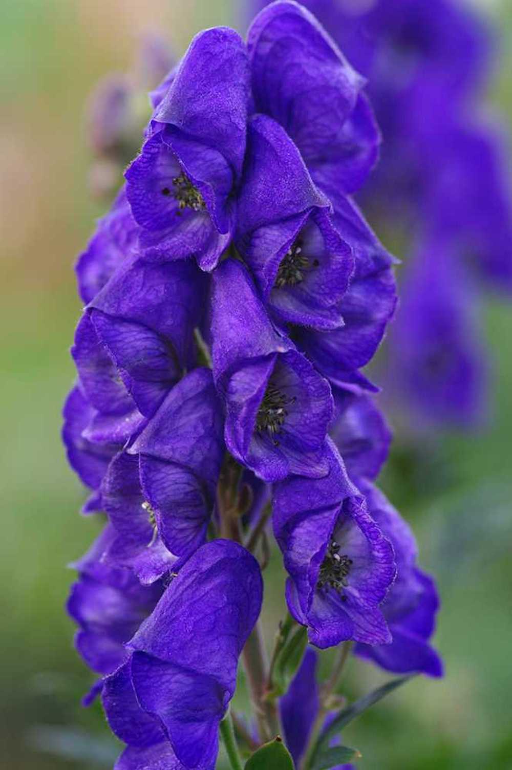 Аконит Кармихеля (Aconitum carmichaelii `arendsii`)