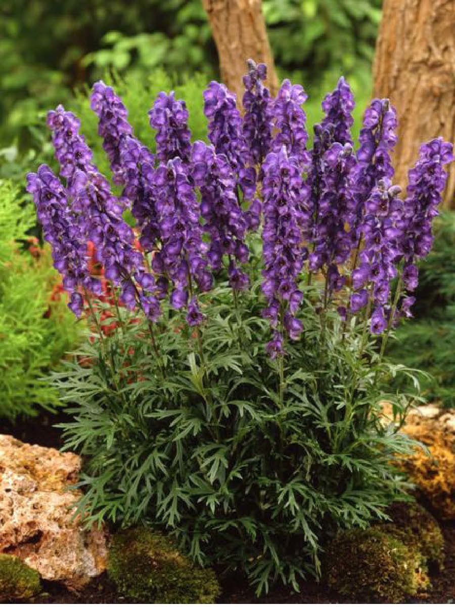 Аконит клобучковый Aconitum napellus