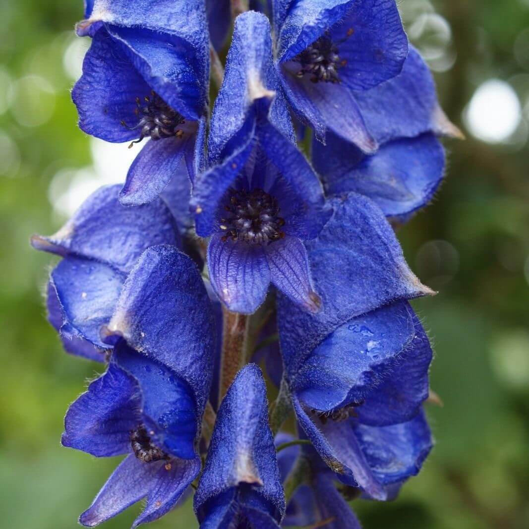 Aconitum / Аконит (борец) ’
