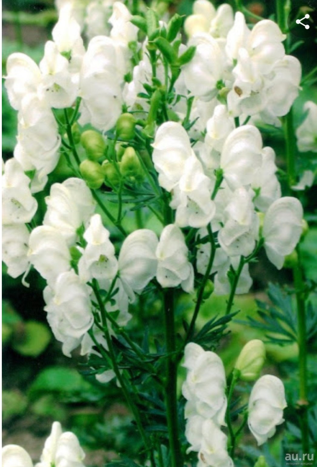 Аконит клобучковый Aconitum napellus