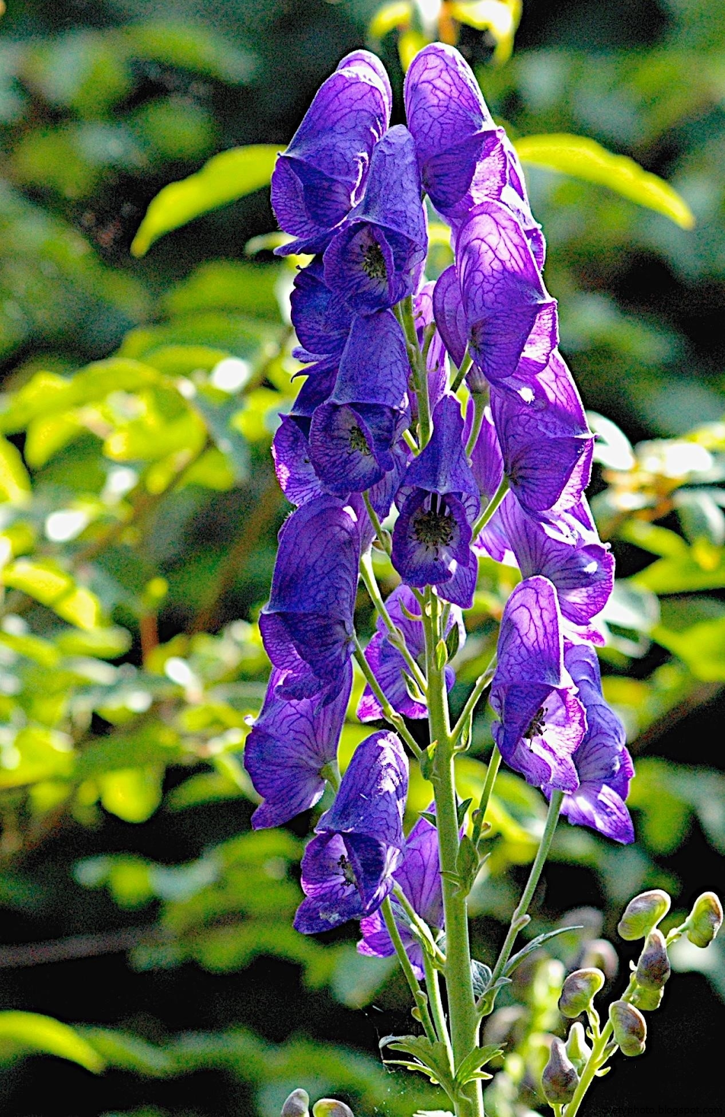 Аконит Кармихеля (Aconitum carmichaelii `arendsii`)