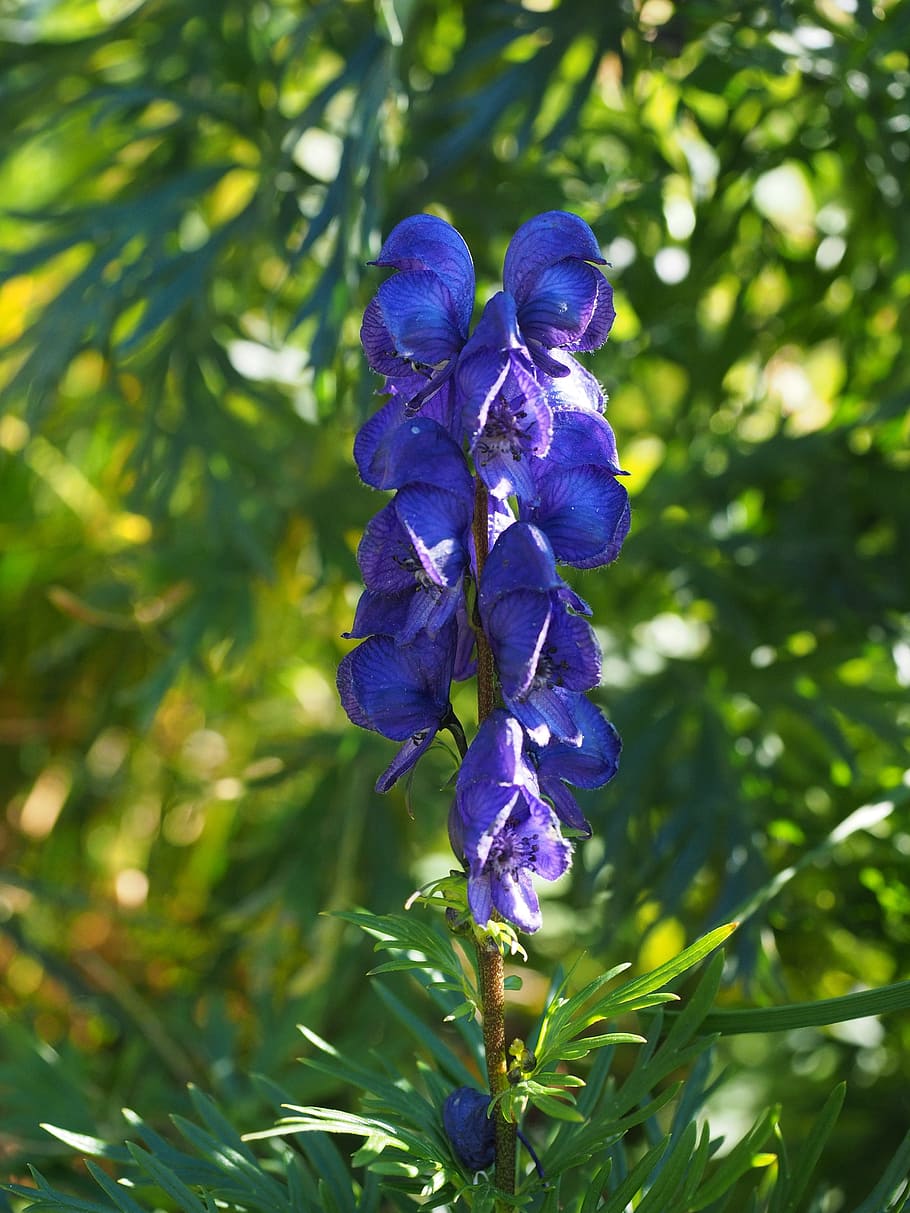 Aconitum / Аконит (борец) ’