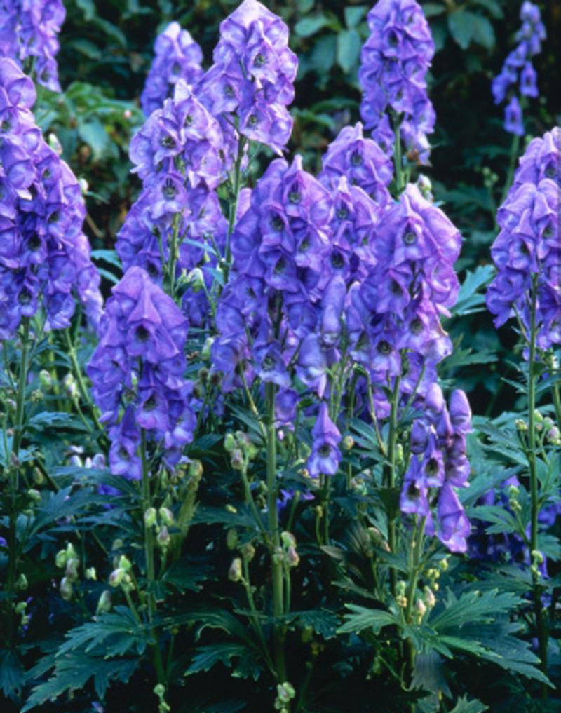 Аконит Кармихеля (Aconitum carmichaelii `arendsii`)