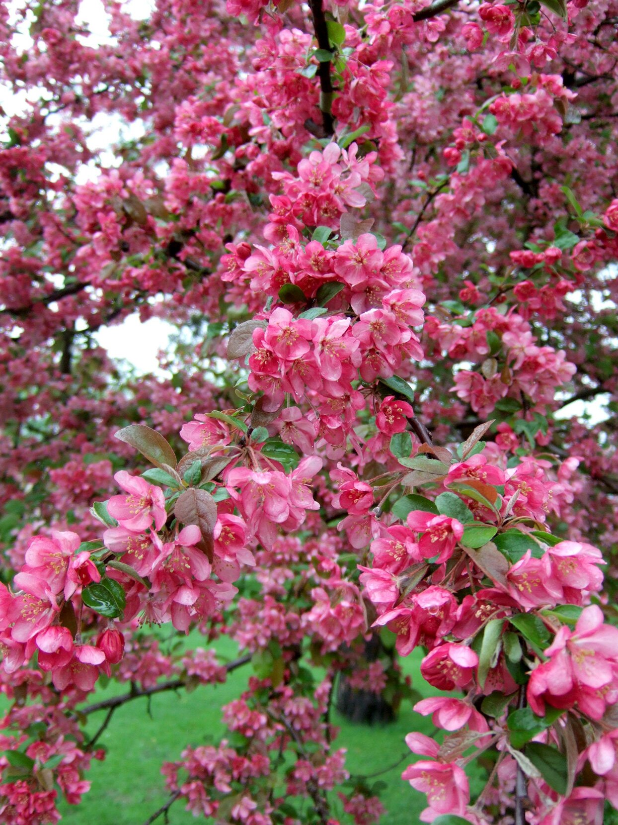 Яблоня замечательная Malus spectabilis