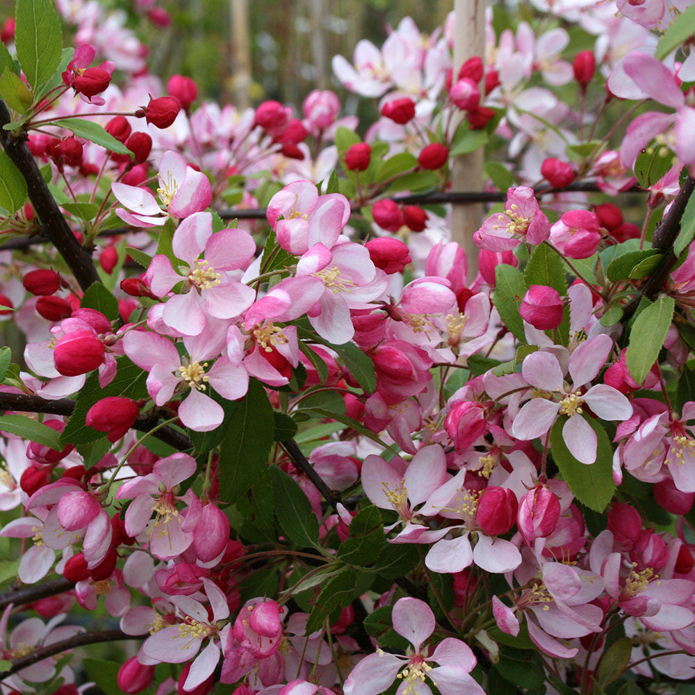 Яблоня флорибунда Malus floribunda