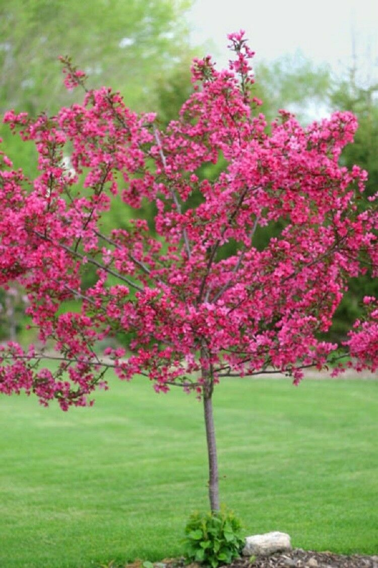 Яблоня Malus Royalty