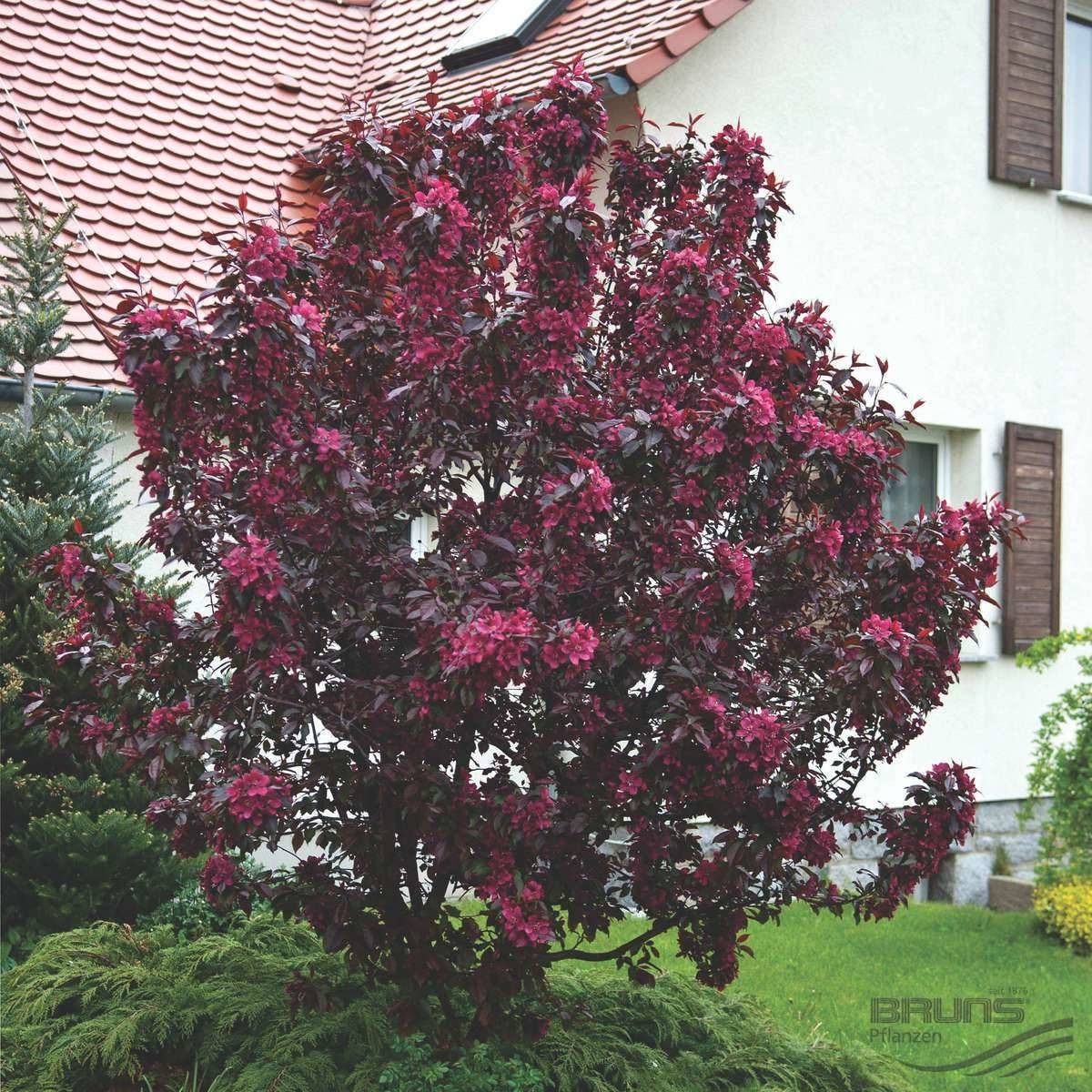 Яблоня "роялти" - Malus "Royalty"