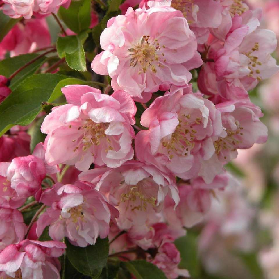 Malus van Eseltine