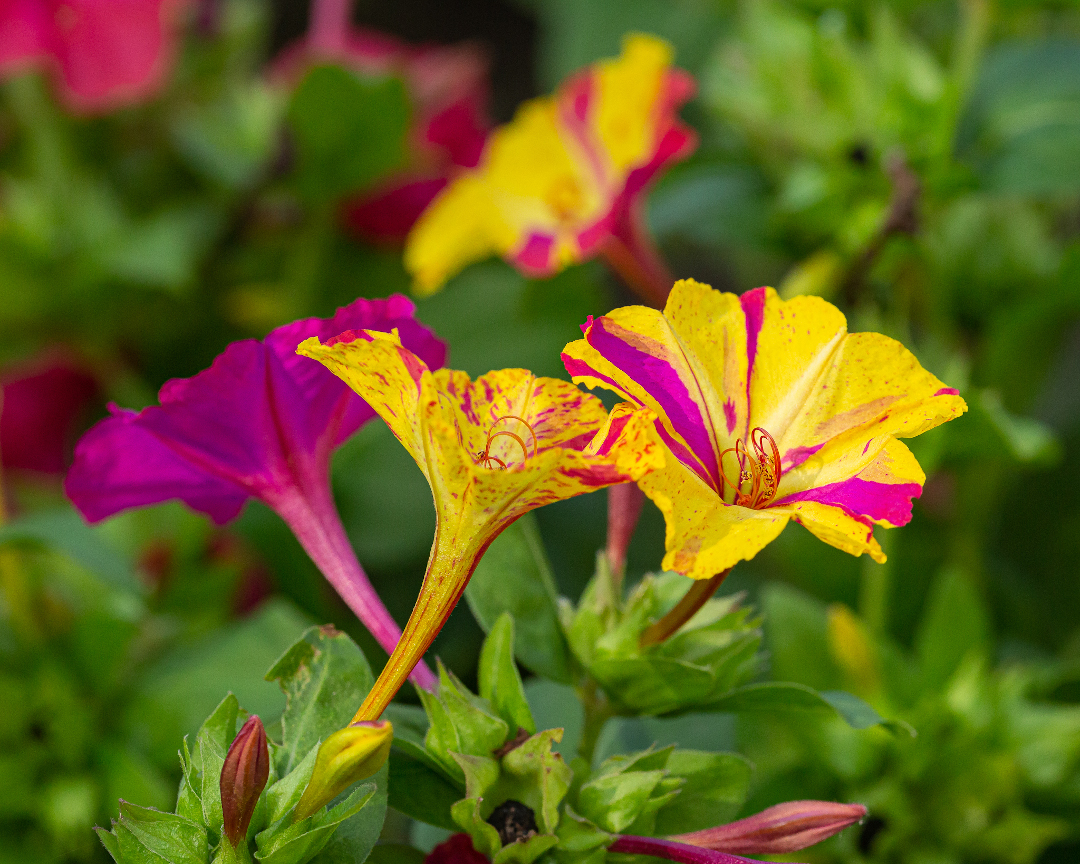 Мирабилис ялапа (Mirabilis Jalapa)