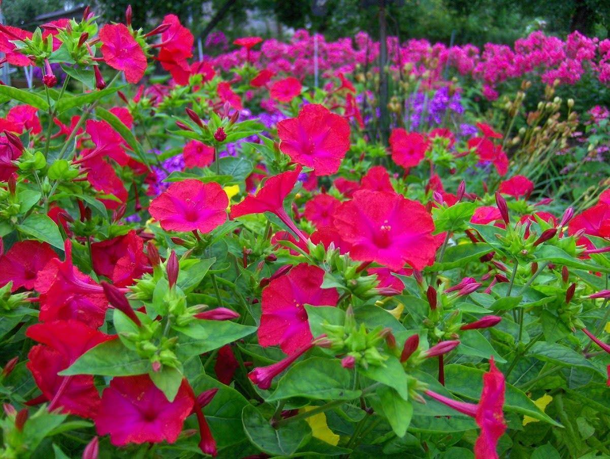 Мирабилис ялапа (Mirabilis Jalapa)