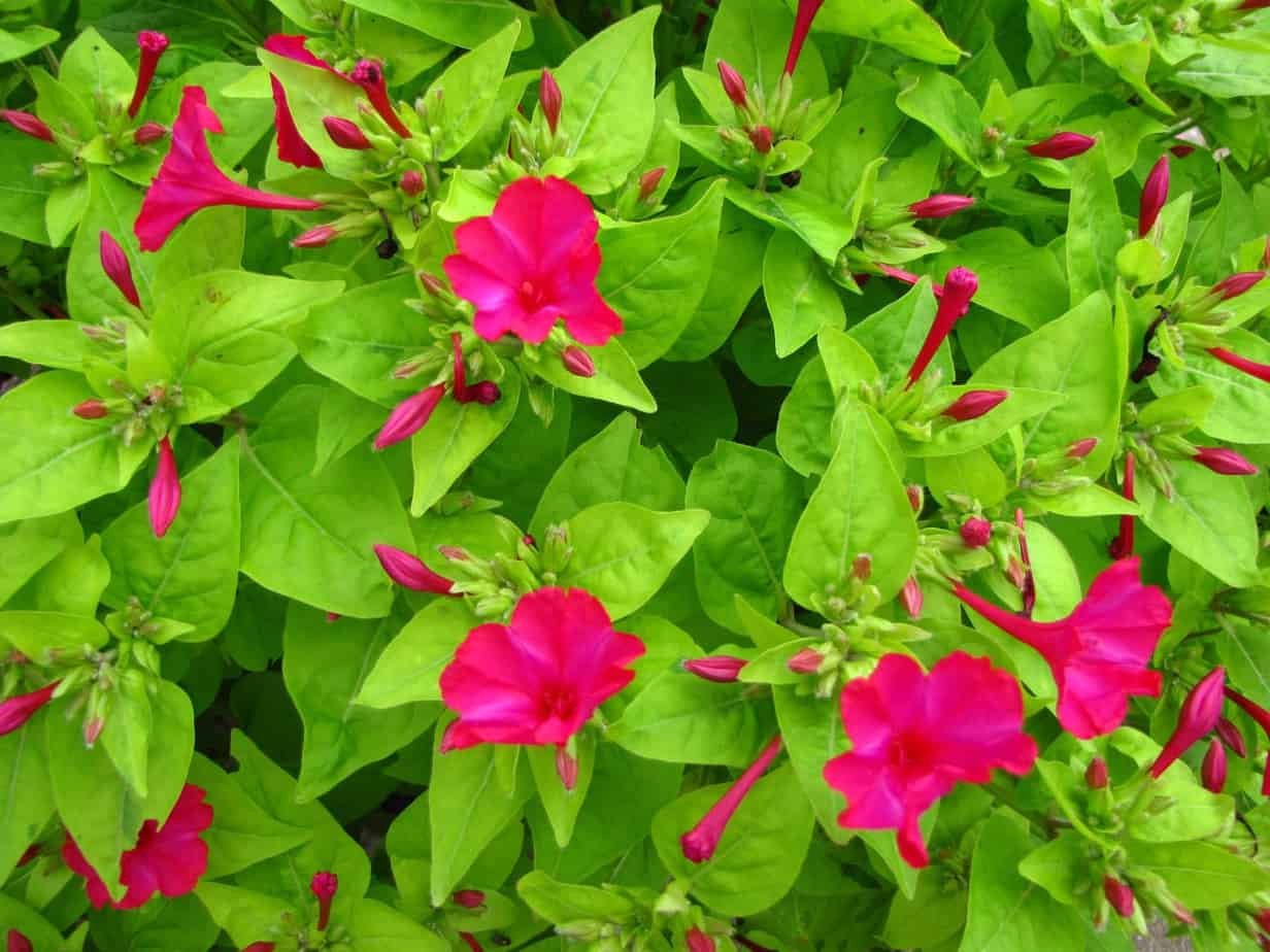 Мирабилис ялапа (Mirabilis Jalapa)