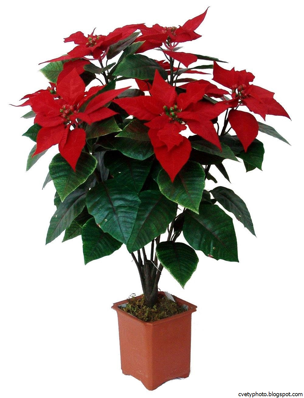 Пуансеттия Euphorbia pulcherrima