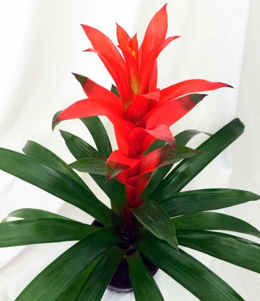 Цветок Guzmania